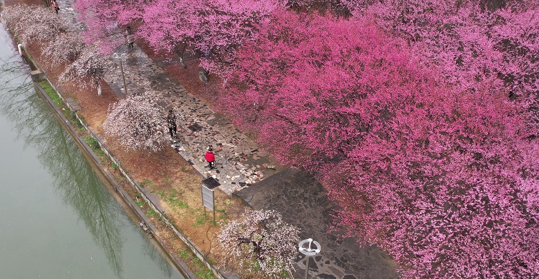 雨润梅花引客来